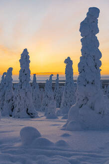 Hohe, schneebedeckte Bäume im gefrorenen arktischen Wald in der Morgendämmerung, Riisitunturi-Nationalpark, Posio, Lappland, Finnland, Europa - RHPLF23942