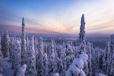 Snowy frozen forest at sunset in the winter scenery of Finnish Lapland, Finland, Europe - RHPLF23943