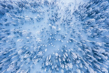 Frozen snowy forest after a winter blizzard at dusk, overhead view, Lapland, Finland, Europe - RHPLF23944