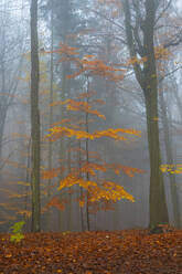 Orangenbuche im Herbst, Hruba Skala, Bezirk Semily, Region Liberec, Böhmen, Tschechische Republik (Tschechien), Europa - RHPLF23951