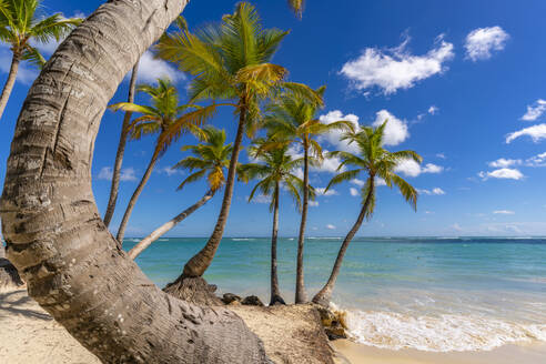 Blick auf Palmen und Meer am Bavaro Beach, Punta Cana, Dominikanische Republik, Westindien, Karibik, Mittelamerika - RHPLF23965