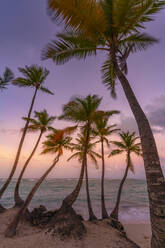 Blick auf Palmen am Bavaro Beach bei Sonnenuntergang, Punta Cana, Dominikanische Republik, Westindien, Karibik, Mittelamerika - RHPLF23966