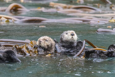 Mutter und Jungtier des Seeotters (Enhydra lutris) beim Rafting im Seetang auf den Inian-Inseln, Südost-Alaska, Vereinigte Staaten von Amerika, Nordamerika - RHPLF23982