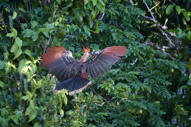 Blässhuhn (Opisthocomus hoazin) im Flug, Nebelwald im Manu-Nationalpark, Peru, Südamerika - RHPLF23993