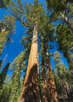 Riesenmammutbaum im Mariposa-Hain, Yosemite-Nationalpark, UNESCO-Welterbe, Kalifornien, Vereinigte Staaten von Amerika, Nordamerika - RHPLF24021