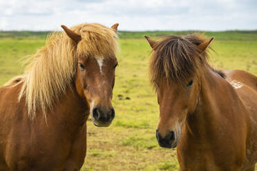 Close-up of heads of two Icelandic horses near Keflavik, Reykjanesbaer, Reykjanes Peninsula, Iceland, Polar Regions - RHPLF24030