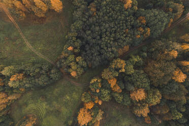 Aerial view of colourful autumn forest and small dirt roads in Paganamaa landscape protection area, Estonia. - AAEF18063