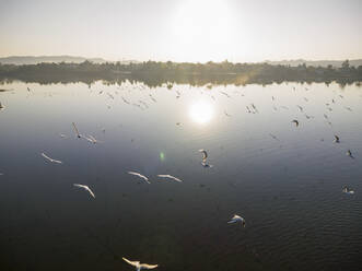 Luftaufnahme eines Reiherschwarms im Rawal-See, Islamabad Capital Territory, Pakistan. - AAEF18114