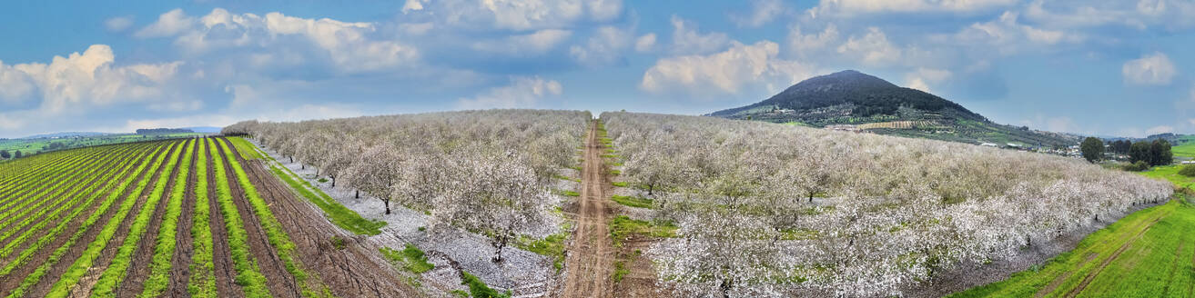 Aerial view of blossom almond plantation, Mount Tabor, Lower Galilee, Israel. - AAEF18123
