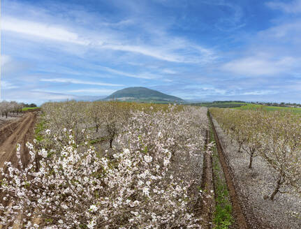 Aerial view of blossom almond plantation, Mount Tabor, Lower Galilee, Israel. - AAEF18124