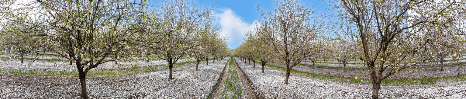 Aerial view of blossom almond plantation, Mount Tabor, Lower Galilee, Israel. - AAEF18125