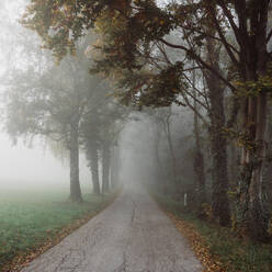 Düstere Landschaft mit alten Straßenlaternen entlang einer leeren Gasse, die einen nebligen Stadtpark mit hohen grünen und gelben Bäumen durchquert - ADSF44123