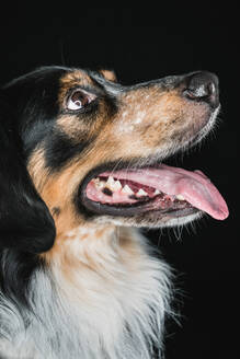 Nahaufnahme von niedlichen flauschigen gemischten Rasse Bordernese oder Border Collie Berner Sennenhund-Mix mit Zunge heraus schauen freundlich auf schwarzem Hintergrund - ADSF44126