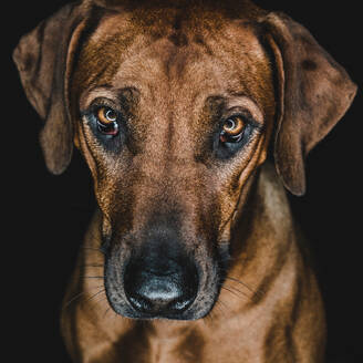 Reinrassiger Ridgeback-Hund auf schwarzem Hintergrund - ADSF44127