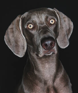 Lustiger Weimaraner Hund auf schwarzem Hintergrund - ADSF44128