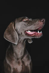 Lustiger Weimaraner Hund auf schwarzem Hintergrund - ADSF44129