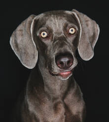Lustiger Weimaraner Hund auf schwarzem Hintergrund - ADSF44131
