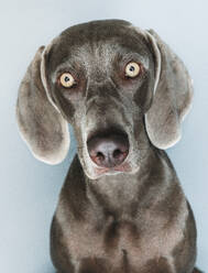 Funny Weimaraner dog on white background - ADSF44132