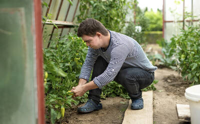 Down-Syndrom erwachsenen Mann mit Paprika arbeiten im Gewächshaus, Gartenarbeit Konzept. - HPIF14246
