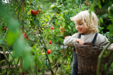 Happy small boy collecting cherry tomatoes outdoors in garden, sustainable lifestyle concept - HPIF14405