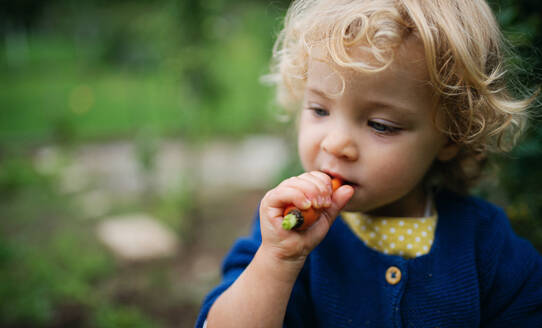Porträt eines kleinen Mädchens, das eine Babykarotte im Garten isst, nachhaltiges Lebensstilkonzept. - HPIF14407