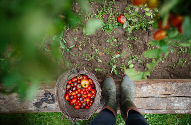 Midsection of unerkennbar Kind mit Kirschtomaten im Freien im Garten, nachhaltigen Lebensstil Konzept. - HPIF14409