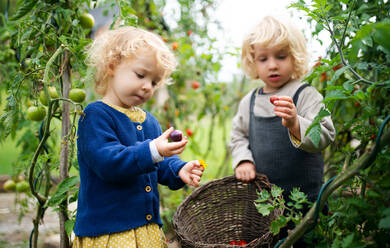 Glückliche kleine Kinder sammeln Kirschtomaten im Garten, nachhaltiger Lebensstil Konzept - HPIF14433
