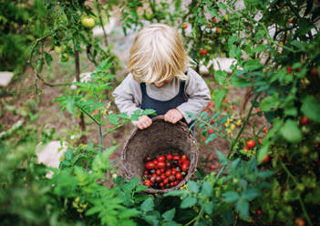 Happy small boy collecting cherry tomatoes outdoors in garden, sustainable lifestyle concept - HPIF14434