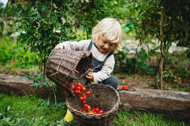 Glücklicher kleiner Junge sammelt Kirschtomaten im Freien im Garten, nachhaltiger Lebensstil Konzept. - HPIF14436