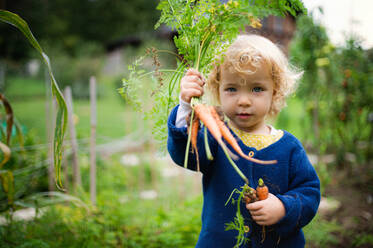 Kleines Mädchen hält Babykarotte im Garten, nachhaltiger Lebensstil Konzept. Kopieren Raum. - HPIF14438