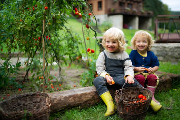 Glückliche kleine Kinder sammeln Kirschtomaten im Garten, nachhaltiger Lebensstil Konzept - HPIF14439