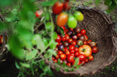 Draufsicht auf Kirschtomaten im Garten, nachhaltiges Lebensstilkonzept. - HPIF14442