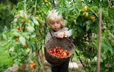 Glücklicher kleiner Junge, der im Garten Kirschtomaten sammelt, Konzept für nachhaltigen Lebensstil - HPIF14443