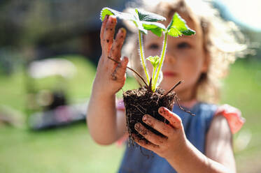 Small girl with dirty hands holding strawberry plant outdoors in garden, sustainable lifestyle concept. - HPIF14474