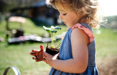 Small girl with dirty hands holding strawberry plant outdoors in garden, sustainable lifestyle concept. - HPIF14475