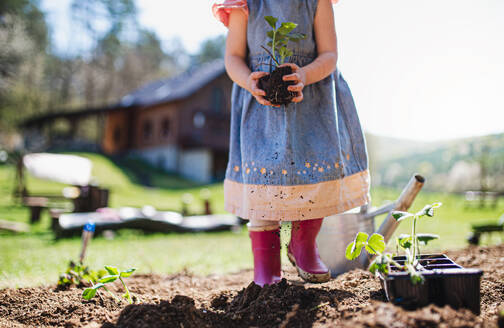 Unerkennbar kleines Mädchen hält Erdbeerpflanze im Freien im Garten, nachhaltiger Lebensstil Konzept. - HPIF14476
