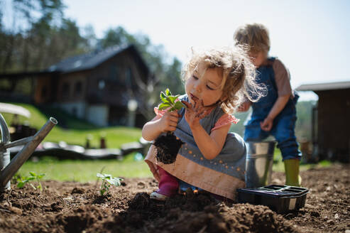 Glückliche kleine Kinder arbeiten im Garten, nachhaltiger Lebensstil Konzept. - HPIF14479