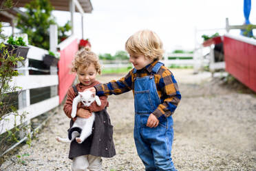 Porträt eines niedlichen kleinen Mädchens und eines Jungen, die auf einem Bauernhof stehen und eine Katze halten. - HPIF14492