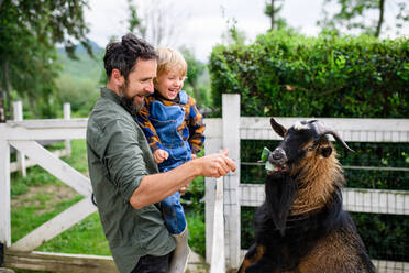 Porträt eines Vaters mit einem glücklichen kleinen Sohn auf einem Bauernhof, der eine Ziege füttert. - HPIF14494