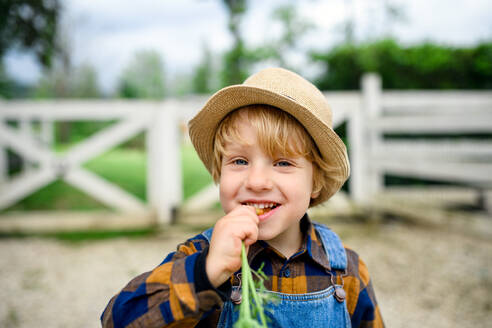 Porträt eines kleinen Jungen, der auf einem Bauernhof Karotten isst, Konzept für den Anbau von Bio-Gemüse. - HPIF14511