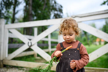 Porträt eines kleinen Mädchens, das auf einem Bauernhof Karotten isst, Konzept für den Anbau von Bio-Gemüse. - HPIF14512