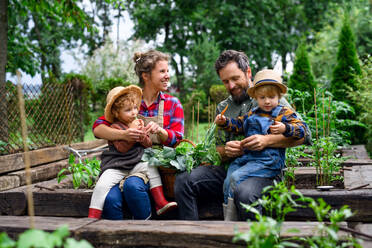 Glückliche Familie mit kleinen Kindern bei der Gartenarbeit auf dem Bauernhof, die biologisches Gemüse anbaut. - HPIF14513