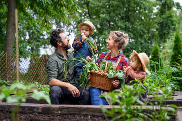 Glückliche Familie mit kleinen Kindern bei der Gartenarbeit auf dem Bauernhof, die biologisches Gemüse anbaut. - HPIF14514