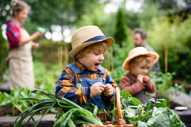 Glückliche Familie mit kleinen Kindern bei der Gartenarbeit auf dem Bauernhof, die biologisches Gemüse anbaut. - HPIF14515