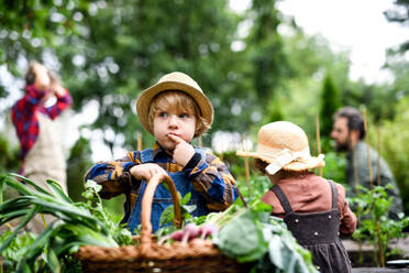 Glückliche Familie mit kleinen Kindern bei der Gartenarbeit auf dem Bauernhof, die biologisches Gemüse anbaut. - HPIF14516