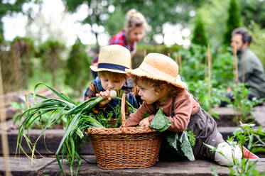 Glückliche Familie mit kleinen Kindern bei der Gartenarbeit auf dem Bauernhof, die biologisches Gemüse anbaut. - HPIF14517