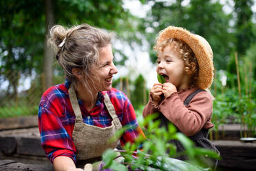 Happy mother with small daughter gardening on farm, growing organic vegetables. - HPIF14519