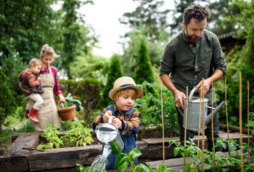 Glückliche Familie mit kleinen Kindern bei der Gartenarbeit auf dem Bauernhof, die biologisches Gemüse anbaut. - HPIF14523