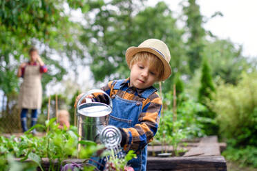 Kleiner Junge bewässert Gemüse auf dem Bauernhof, Gartenarbeit und Anbau von Bio-Gemüse Konzept. - HPIF14525