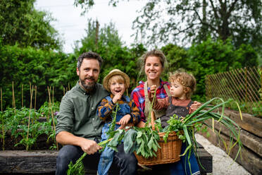 Glückliche Familie mit kleinen Kindern bei der Gartenarbeit auf dem Bauernhof, die biologisches Gemüse anbaut. - HPIF14526